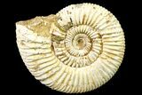 Jurassic Ammonite (Perisphinctes) Fossil - Madagascar #161738-1